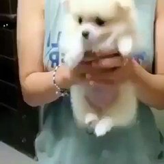 Ce petit chien est juste trop adorable.