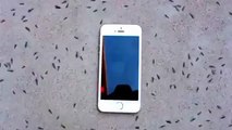 Etrange la réaction de ses fourmis autours d'un téléphone portable