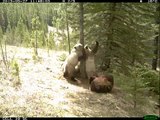 Ayıların ormanda direk dansı videosu