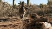Roadrunner Attacks Rattlesnake - Exclusive