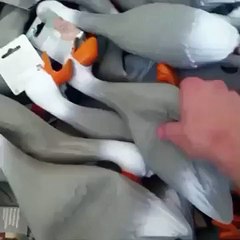 Duck Army Vine | PUMP IT Vine Solo