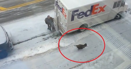Crazed Turkey Hates UPS