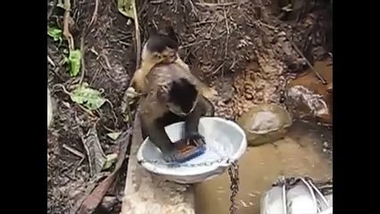 Dakhain Bandaron Ka Kia Din AA Gaye Hain [Zara Sochiya Fun]