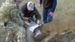 Feel Good Video Of The Day (Hunters Help Deer Before Coyote Gets Him)