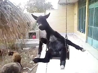 funny clip - must watch - Video Dailymotion