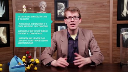 The Nervous System - Synapses - Biology #2 Part 3