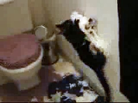 Le chat qui n'aimait pas les rouleaux de papier toilette