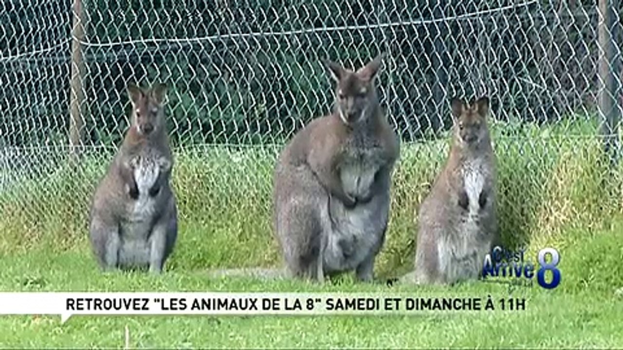 Kangourous superstars !