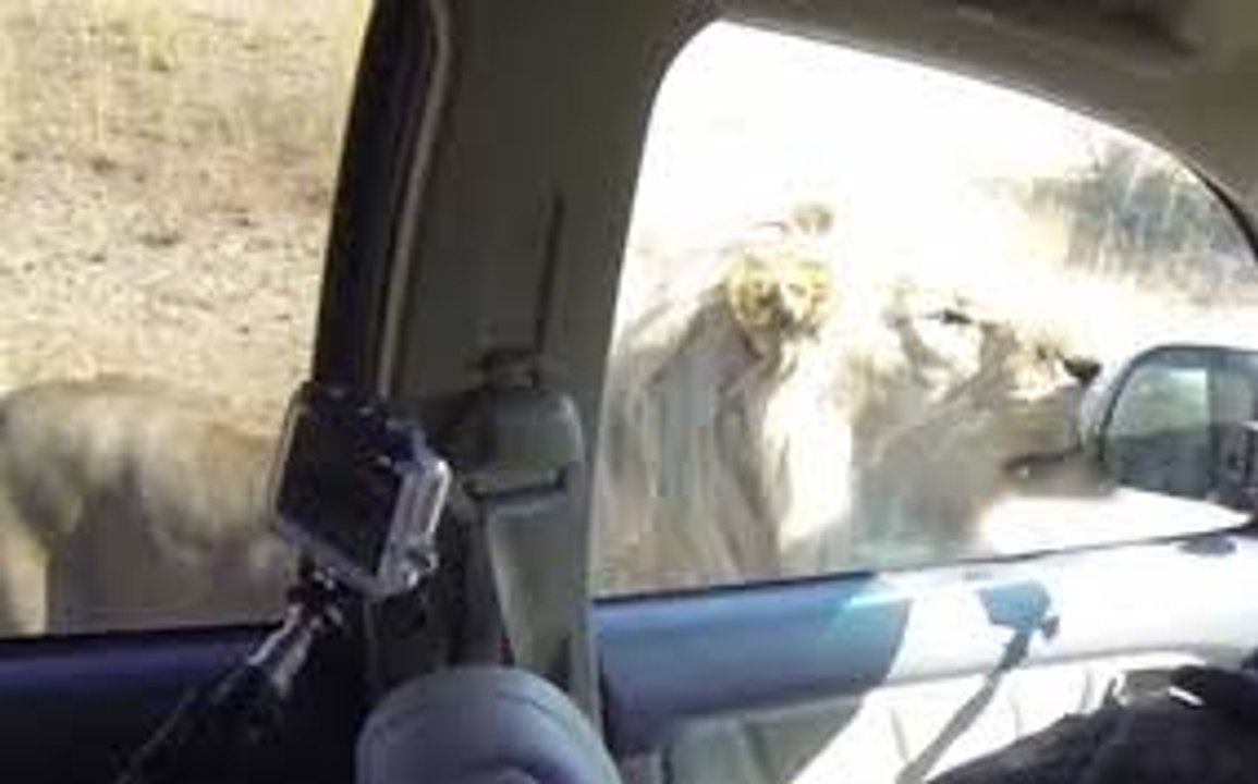 OMG !!Lions-Attack-on-Car-which-is-Full-Of-People