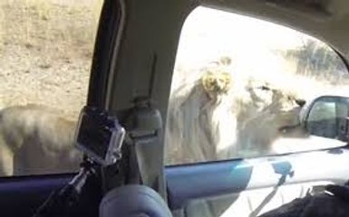 OMG !!Lions-Attack-on-Car-which-is-Full-Of-People