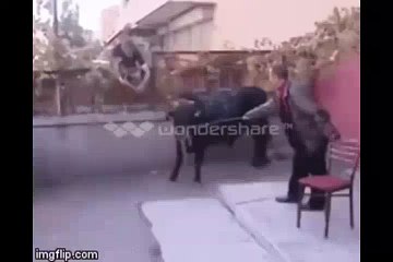 Kurbanlık Boğa Kahvehaneyi Basarsa...