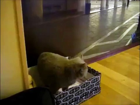 Кот напугался свою хозяйку и сказал О да-да-да