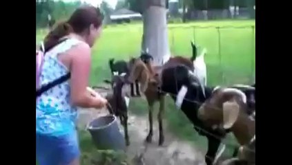 Droles de chevres