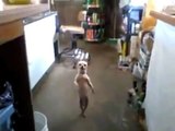 Le chien qui danse la salsa