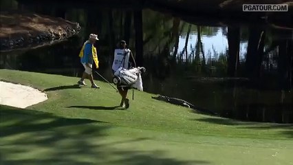 Un alligator s'invite sur un parcours de golf