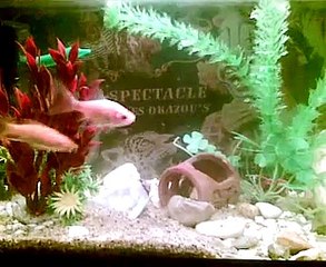 mes poissons rouges magicien PREMIERE MONDIAL