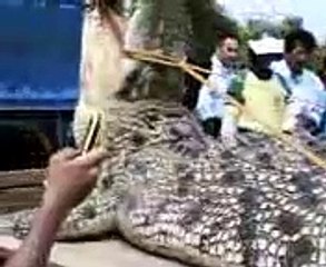 Le plus gros crocodile au monde