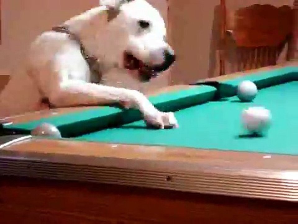 Un chien champion de billard !