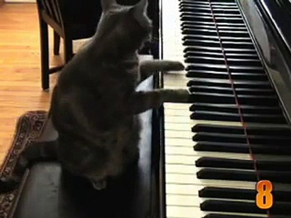 Top 10 des chats les plus mignons