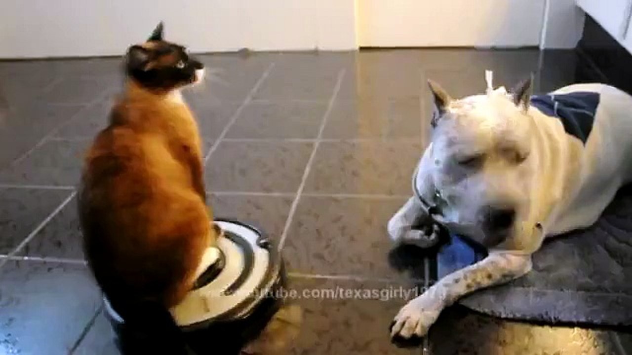 Ce chat passe l'aspirateur !
