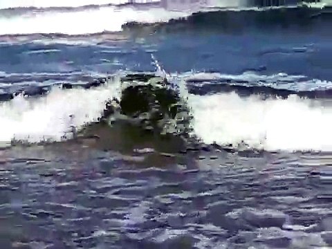 Un requin s'échoue sur une plage aux Etats-Unis