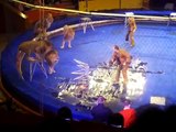 Deux  lions attaquent leur dresseur pendant un numéro de cirque !