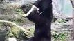 Un ours apprend le Kung-Fu