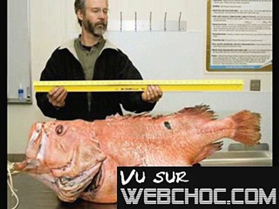 Les animaux les plus bizarres du monde