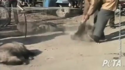 Un mannequin se met à nu pour la cause animale