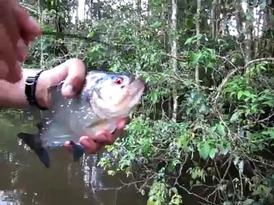 Des ciseaux ? Non, un piranha !