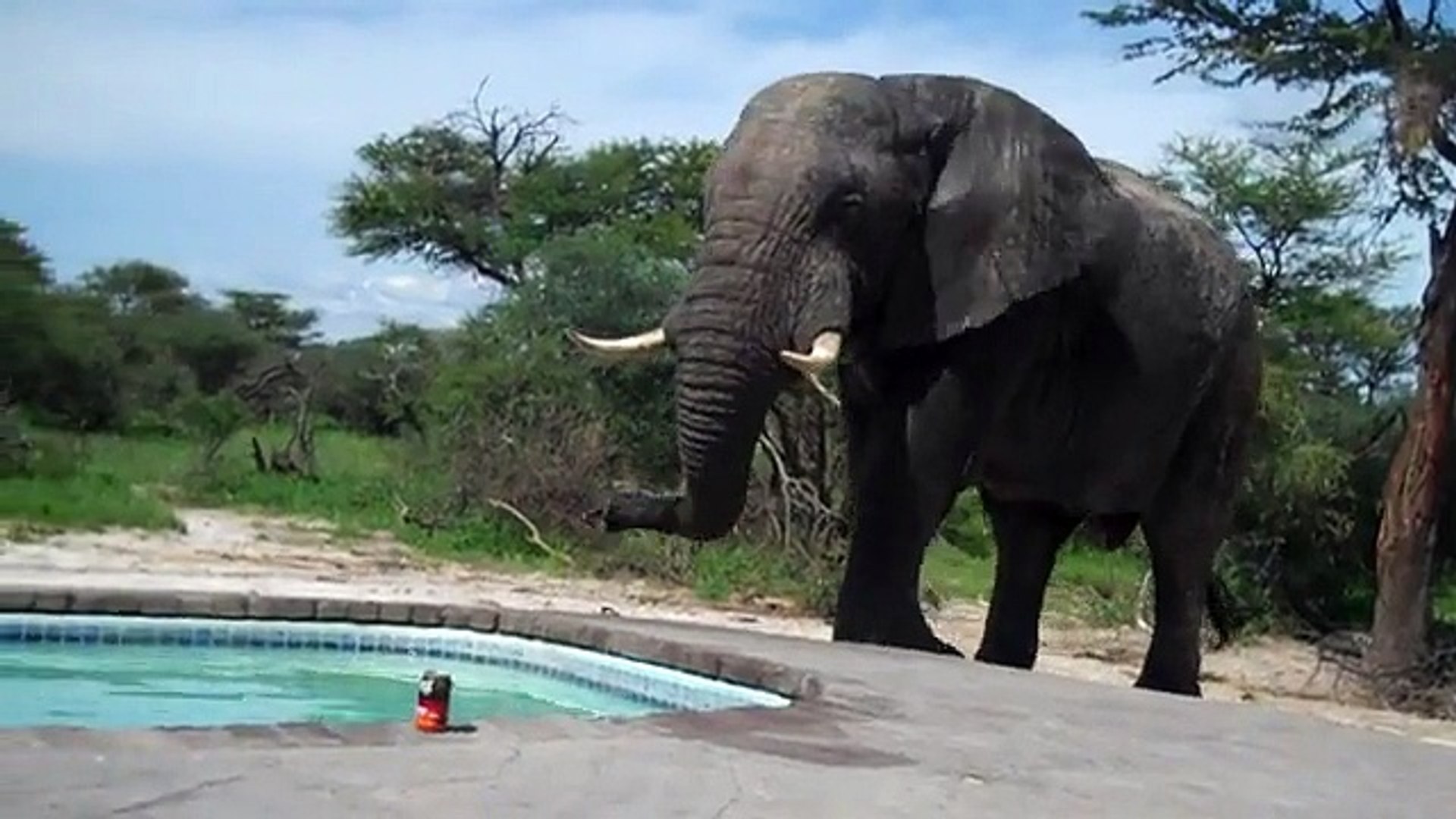 Que Fait Un Elephant Qui A Soif Il Va Boire Dans Une Piscine Video Dailymotion
