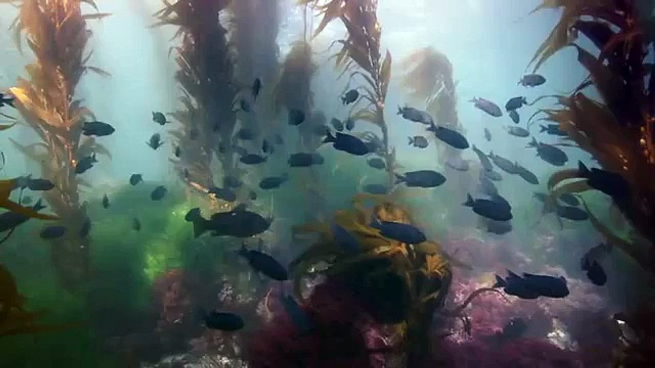 Ceci est un poisson