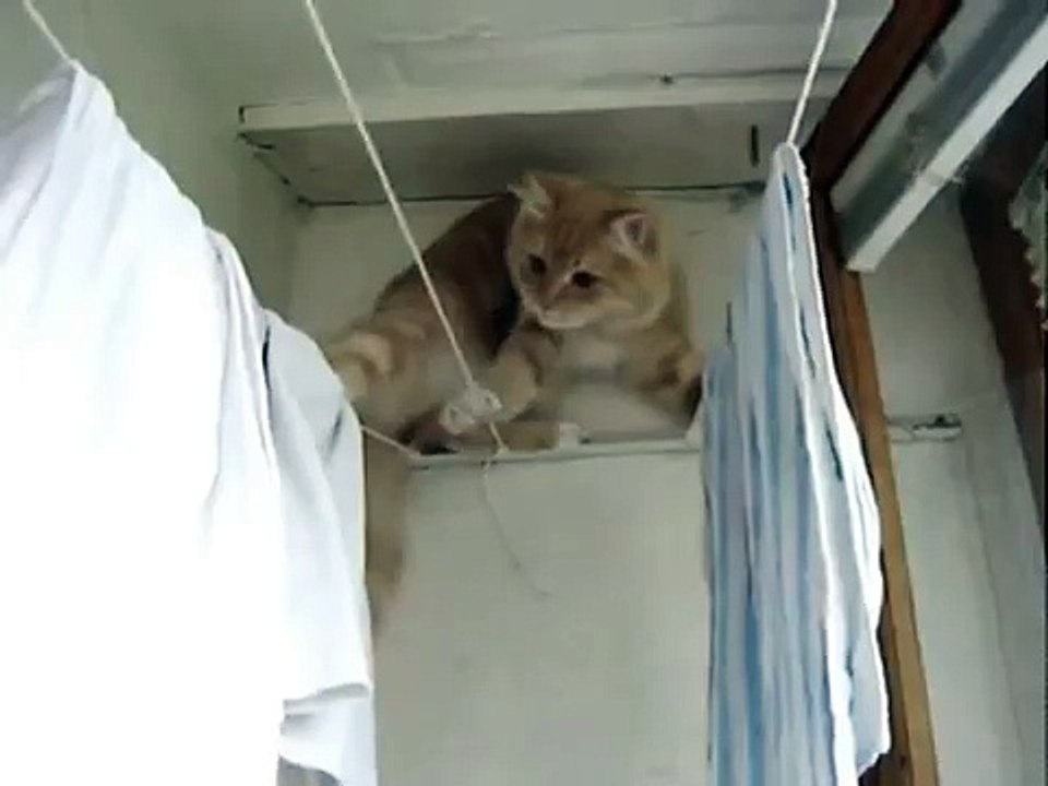 Un chat funambule