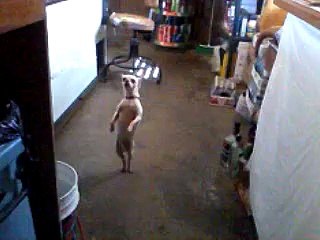 Chien danseur de salsa