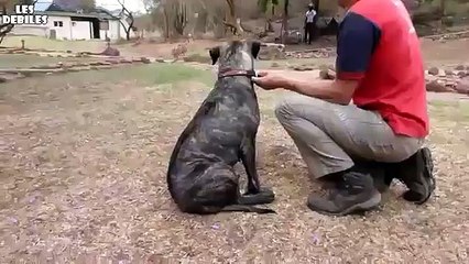 Un chien copain avec deux lions