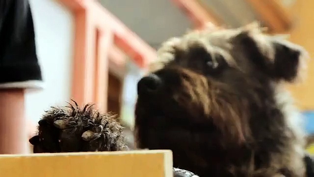 Des chiens apprennent à conduire