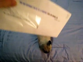 Le lapin qui ouvre le courrier !