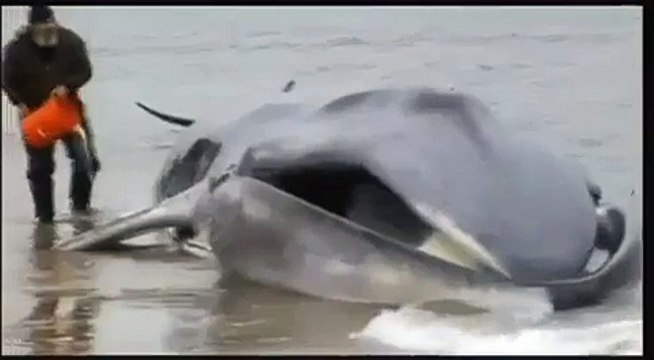 Une baleine de 18 mètres de long échouée sur une plage à New York