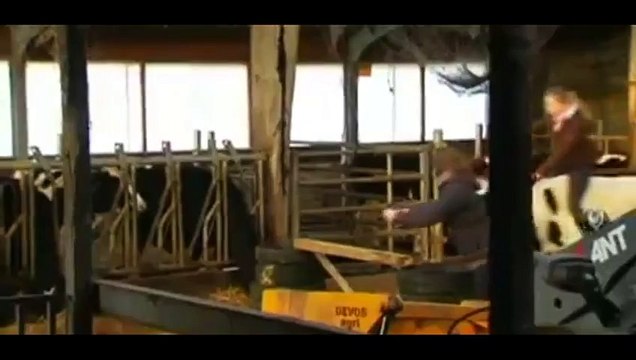 Une vache fait du saut d'obstacles !