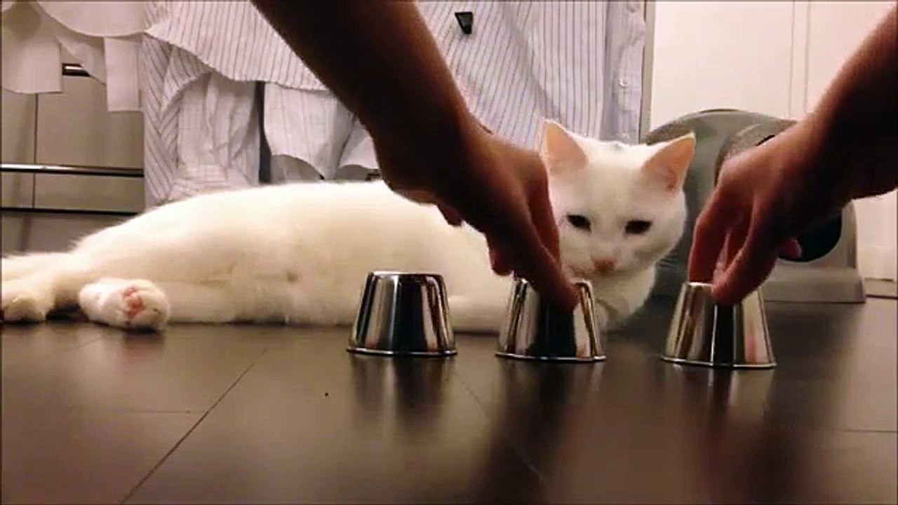 Ce chat est un champion du bonneteau !