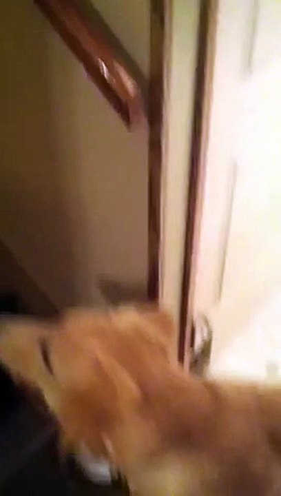 Un chien apprend à un chiot comment descendre les escaliers