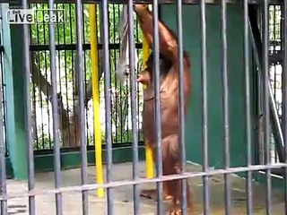 Un orang-outan déshabille un touriste