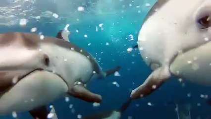 Nager avec les dauphins
