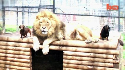 Moment de tendresse entre un lion et un chien