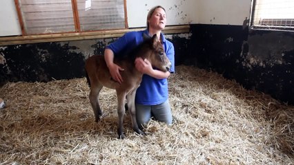 Un poney orphelin se console auprès d'un ours en peluche
