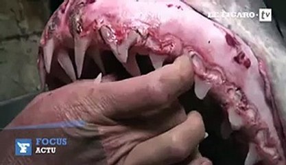 Un requin Mako géant pêché au large de la Californie