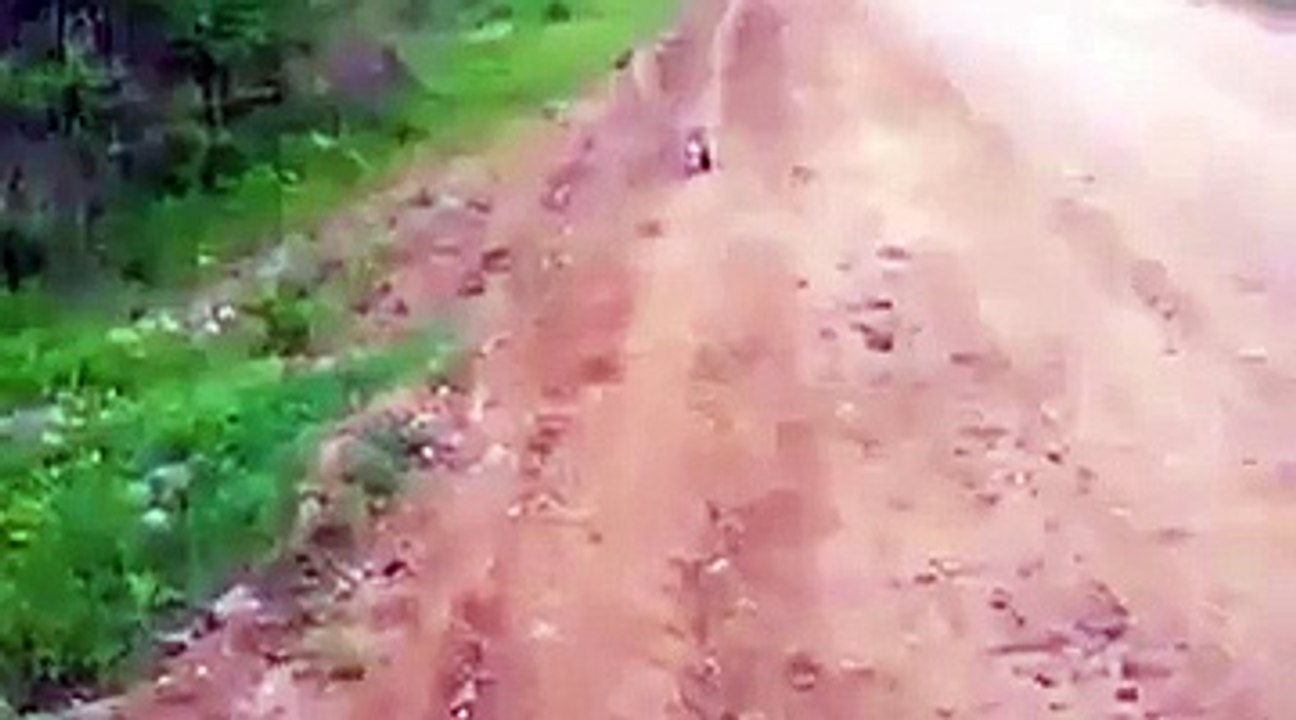 Un bébé renard coincé dans un bocal demande de l'aide