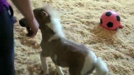 Un adorable mini cheval