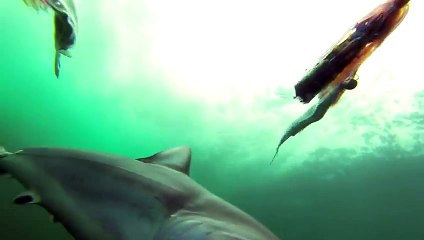Une attaque de requin Mako comme si vous y étiez