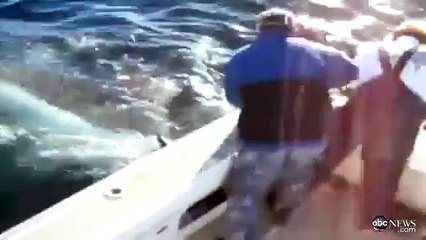 Un grand requin blanc attaque un bateau de pêche